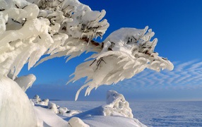 Ледяные фигуры