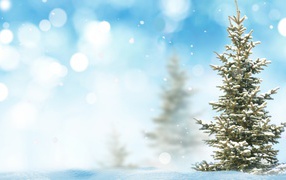 Ель снежной зимой