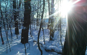 Солнечный  день в лесу