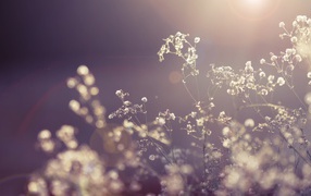 Трава в снегу