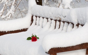 Роза на скамейке