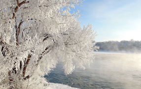 Дерево над рекой