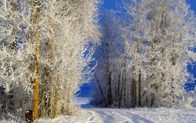 Деревья покрылись инеем