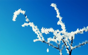 Зимнее замерзшее дерево 