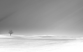 Одинокое дерево в снегу