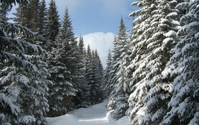 	  Fir forest in the snow