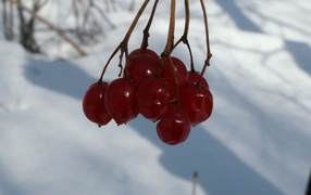 	  Winter cherry
