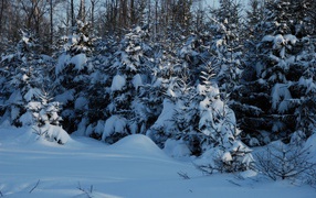 Молодой лес завален снегом