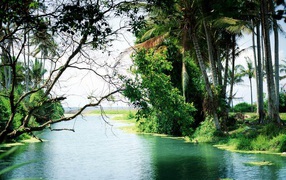 Лес на Бали