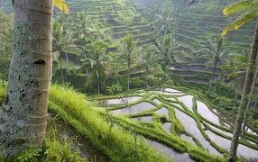 Рисовые террасы на Бали