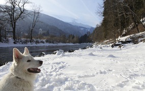 Собака на  берегу реки на курорте Лиенц, Австрия