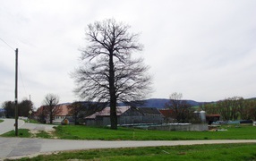 Сухое дерево в городе Лэнгенфельд, Австрия