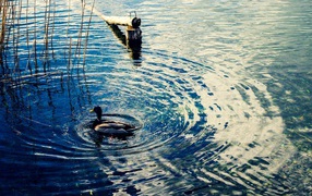 Утка на воде озера Клопайнер Зее, Австрия