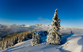 Заснеженная ель на горнолыжном курорте Шладминг, Австрия