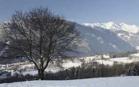 Дерево на фоне гор на курорте Лиенц, Австрия