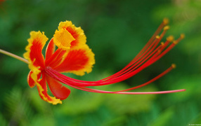Beautiful flower in barbados