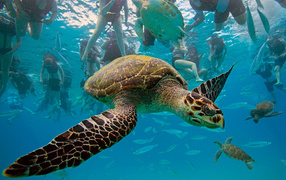 Туристическое место в Барбадос