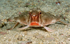 Crab in Costa rica