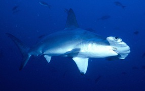 Hammerhead shark in Costa rica