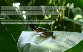 Геолинк Коста-Рика