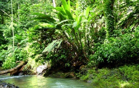 Jungle  in Costa rica