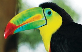 Toucan in Costa rica