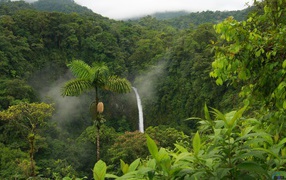 Tropical woods Costa rica