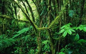 Популярное Коста-Рика