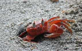 Изысканная страна Коста-Рика