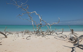 Branches on the beach in the resort of Cayo Santa Maria, Cuba