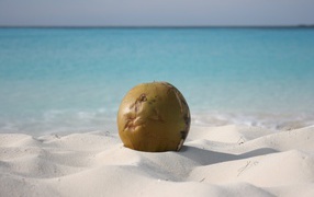 Coconut on the beach in the resort of Cayo Largo, Cuba