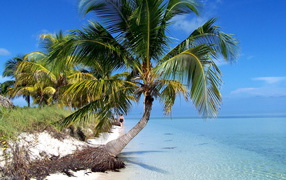 Palm tree on the beach in the resort of Cayo Guillermo, Cuba