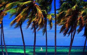 Palm trees on the background of the sea in the resort of Guardalavaca, Cuba