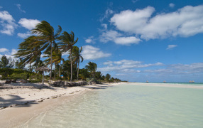 Palm trees on the coast in the resort of Cayo Guillermo, Cuba