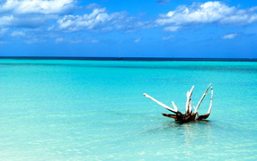 Snag in the water at the resort of Cayo Largo, Cuba