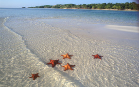 Starfish on the beach in the resort of Cayo Guillermo, Cuba