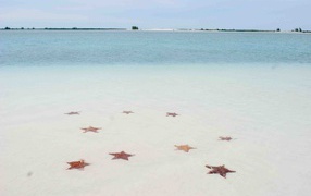 Starfish on the beach in the resort of Cayo Largo, Cuba