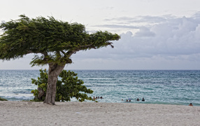 Tree on a background of the sea in the resort of Guardalavaca, Cuba