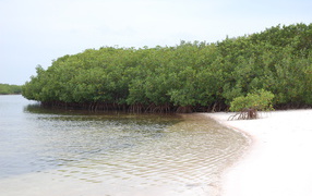 Деревья у воды на курорте Кайо Энсеначос, Куба