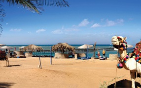 Верблюд на пляже на курорте Эль Гуна, Египет
