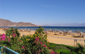 Flowers on the beach in the resort of Taba, Egypt