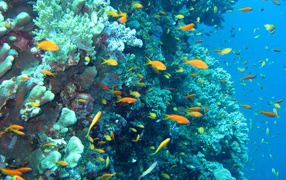 Морские красоты на курорте Марса Алам, Египет