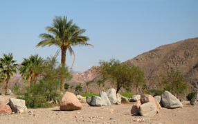 Пальмы на фоне гор на курорте Таба, Египет