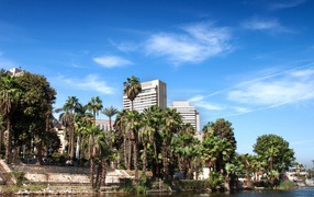 Пальмы на фоне зданий в Каире