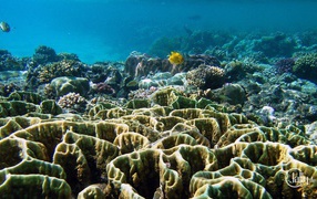 Подводный мир на курорте Эль Кусейр, Египет