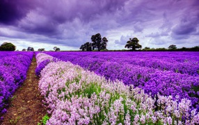 Blooming field in Provence, France