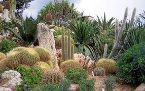Кактусы на курорте Эз, Франция