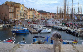 Собака в порту на курорте Сен-Тропе, Франция