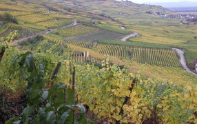 Бескрайние виноградники в Эльзасе, Франция