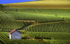 Бескрайние виноградники в провинции Шампань, Франция